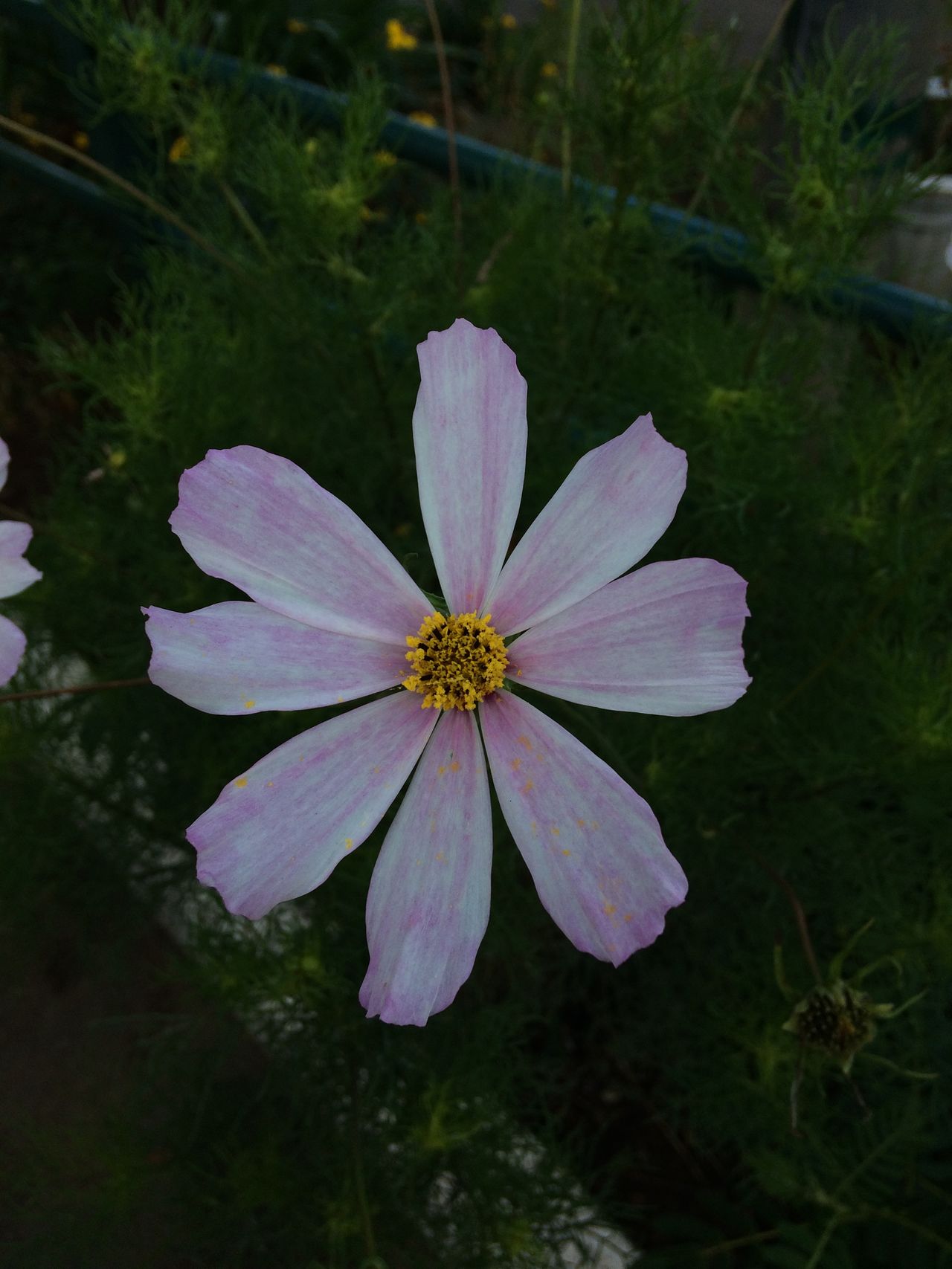 Flowers in mor