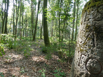 Trees in forest