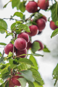 Close-up of plums growing on tree