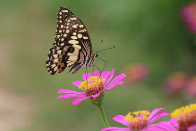 Close-up of butterfly on pink flowers