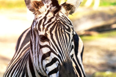 Portrait of a zebra, scientific name equus zebra from the front view, wildlife