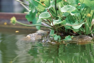 Leaves floating on lake