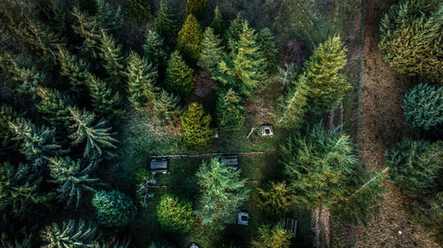 Aerial view of pine trees in forest