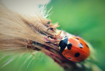 Close-up of insect