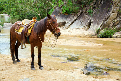 Horses on land