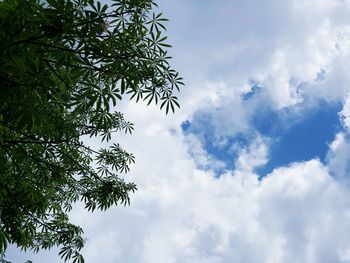 Low angle view of tree against sky