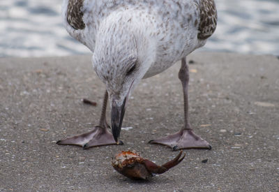 Close-up of duck in water