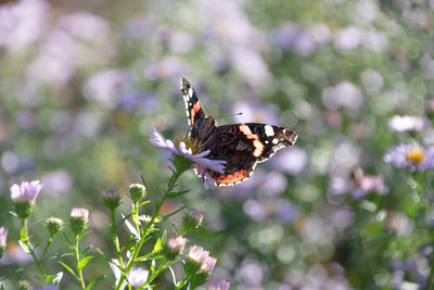 Red vanessa buterfly