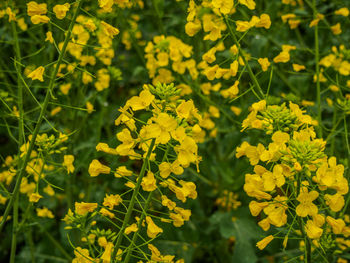 Close-up of yellow flowering plant on field