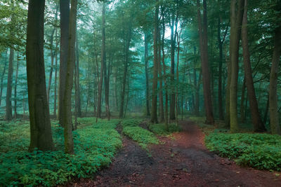 Footpath amidst trees in forest