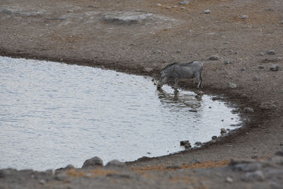 Puddle in a river