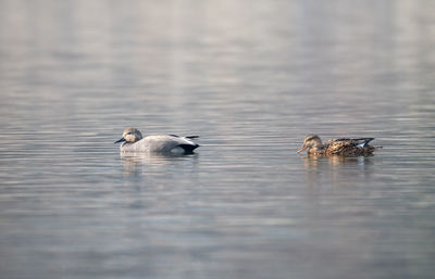 Duck swimming in lake