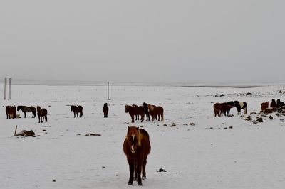 Sheep grazing on field