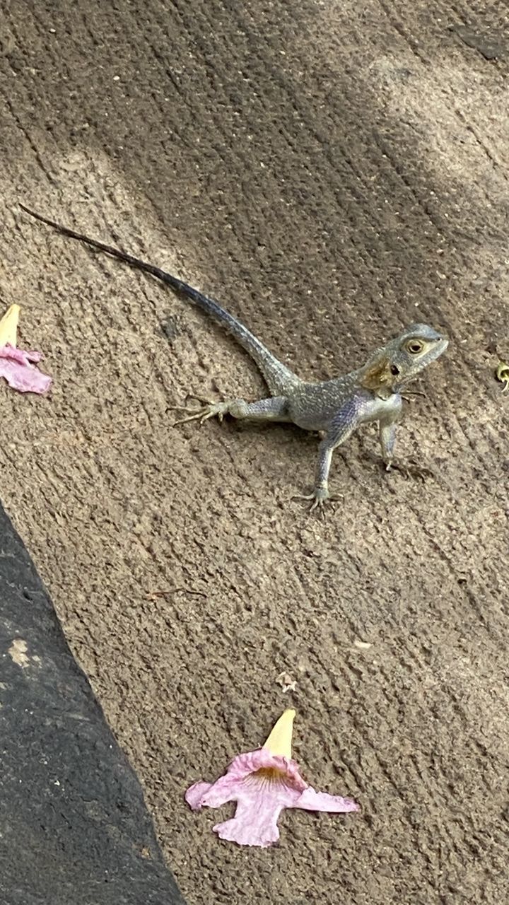 HIGH ANGLE VIEW OF CRAB ON FOOTPATH