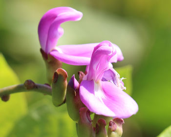 Close-up of pink rose flower
