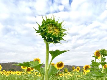 Close-up of yellow flowers blooming on field against sky