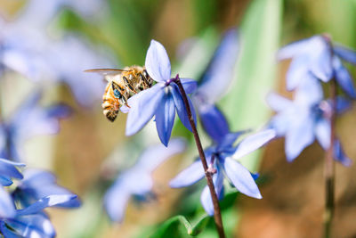 Close-up of insect on purple flower