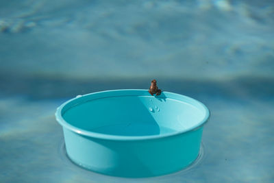 High angle view of insect in blue water