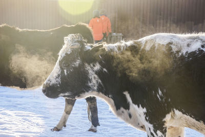 Horse standing on snow covered land