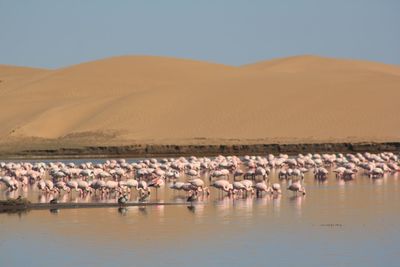 Flock of ping flamingos  on land against sky in namibia 