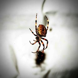 Close-up of spider on white surface