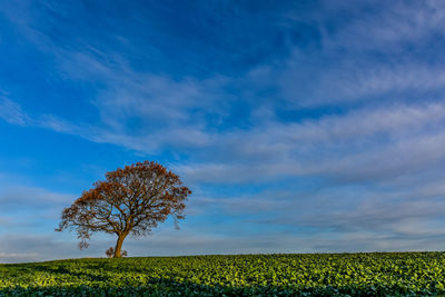 Trees on field against sky