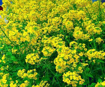 Full frame shot of yellow flowering plant