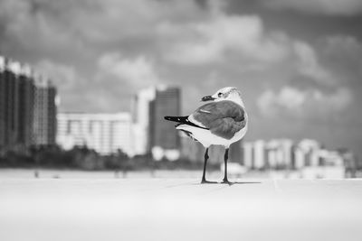 Seagull perching on a city