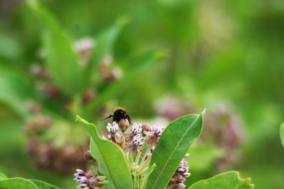 Close-up of bee pollinating flower