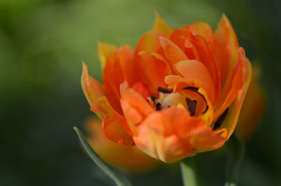 Close-up of flower blooming outdoors