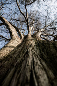 Low angle view of bare tree against clear sky