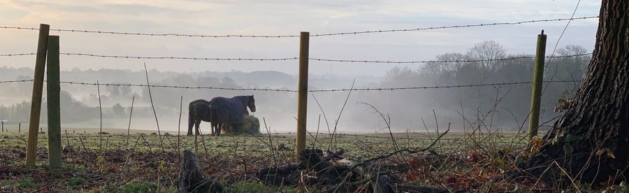 Rear view of horse on field against sky