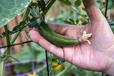 Young fresh green cucumber in the palm of hand.