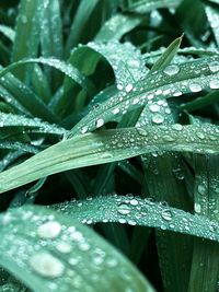 Full frame shot of wet leaves on rainy day