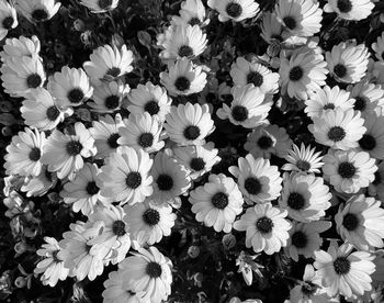 High angle view of white flowering plants