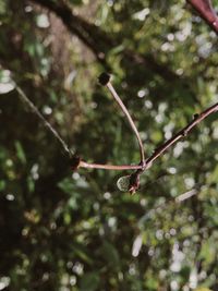 Close-up of raindrops on twig in forest