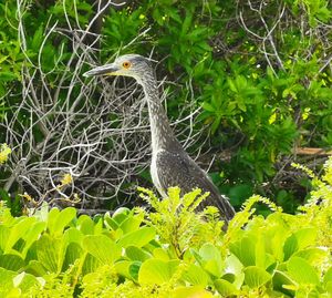 Bird perching on a tree