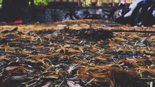 Close-up of autumn leaves