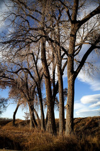 Bare trees on field against sky