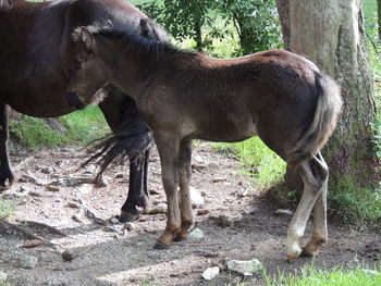 Horse standing in a field