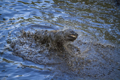 High angle view of hyena swimming in lake