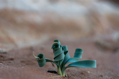 High angle view of stuffed toy on plant