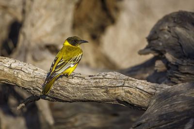 Close-up of bird perching on branch