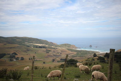 View of sheep on field against sky