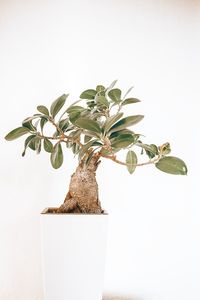 Close-up of potted plant against white background