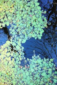 Leaves floating on water