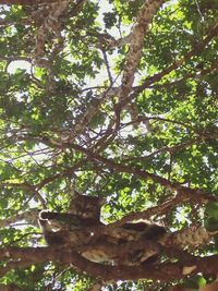 Low angle view of trees in forest