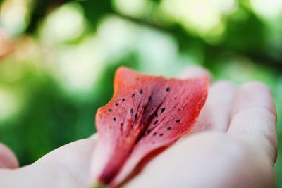 Close-up of hand on red flower