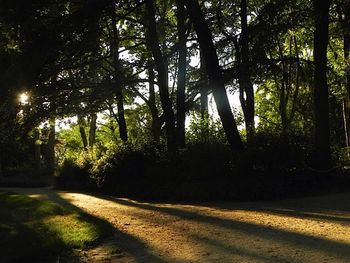 View of footpath along trees