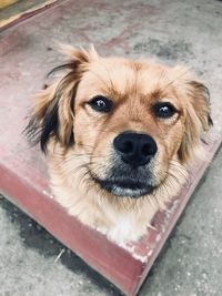 Close-up portrait of dog